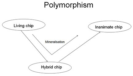 polymorphism_250px